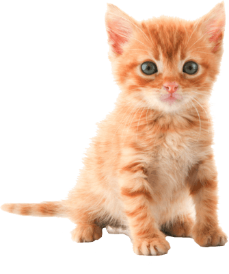 335x400 Cute Kitten Icons Png