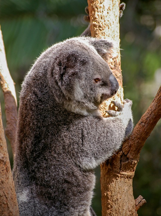537x720 Free Photo Koala Furry Australia Bear Icon Grey Marsupial
