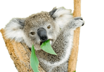 416x288 Koala Bear Eating Eucalyptus Icons Png