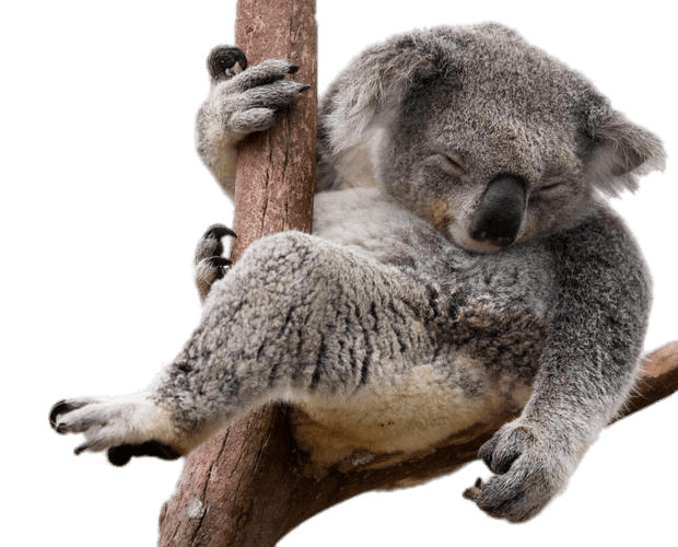 620x500 Napping Koala Bear In Eucalyptus Tree Icons Png