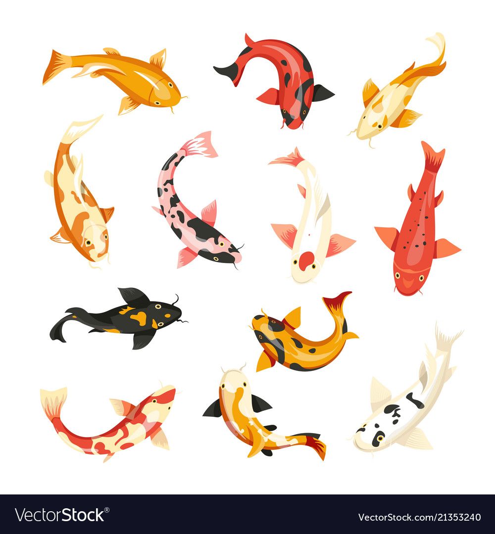 In Fish Icon, Carp Fishing 1000x1080 In Fish Icon, Carp Fishing