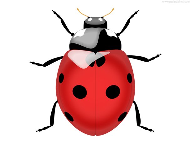 610x458 Free Ladybug Icon