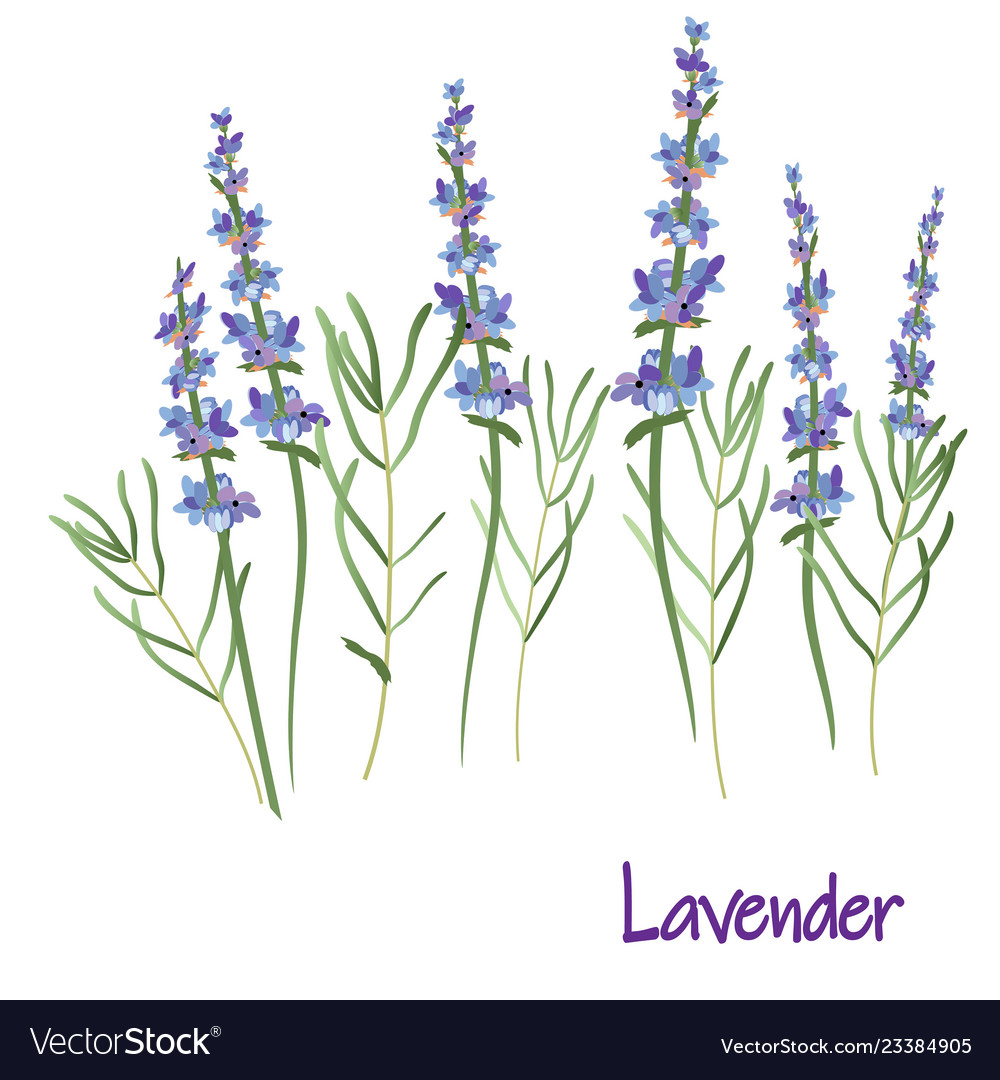 1000x1080 Lavender Drawing Icon Free Plant Simple Books Branch Sprig Pencil