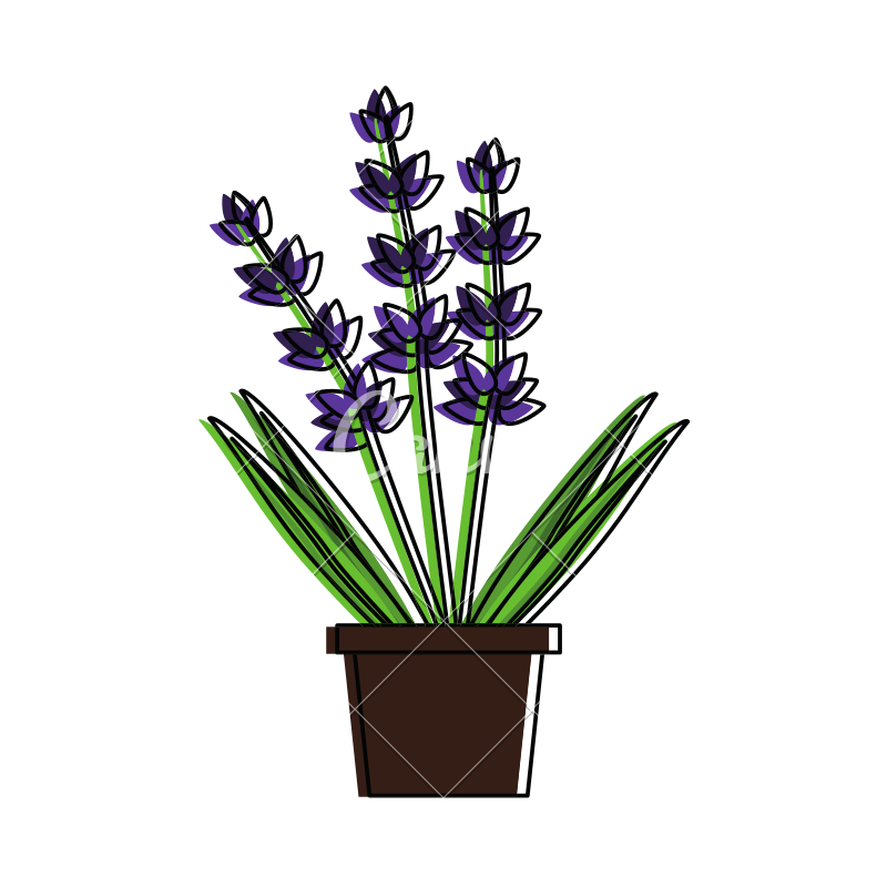 800x800 Lavender Flowers Vector Icon Illustration