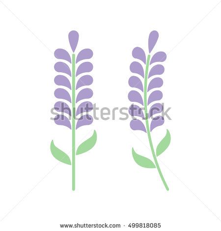 450x470 Minimal Lavender With Leafs Isolated On White Background Lavender