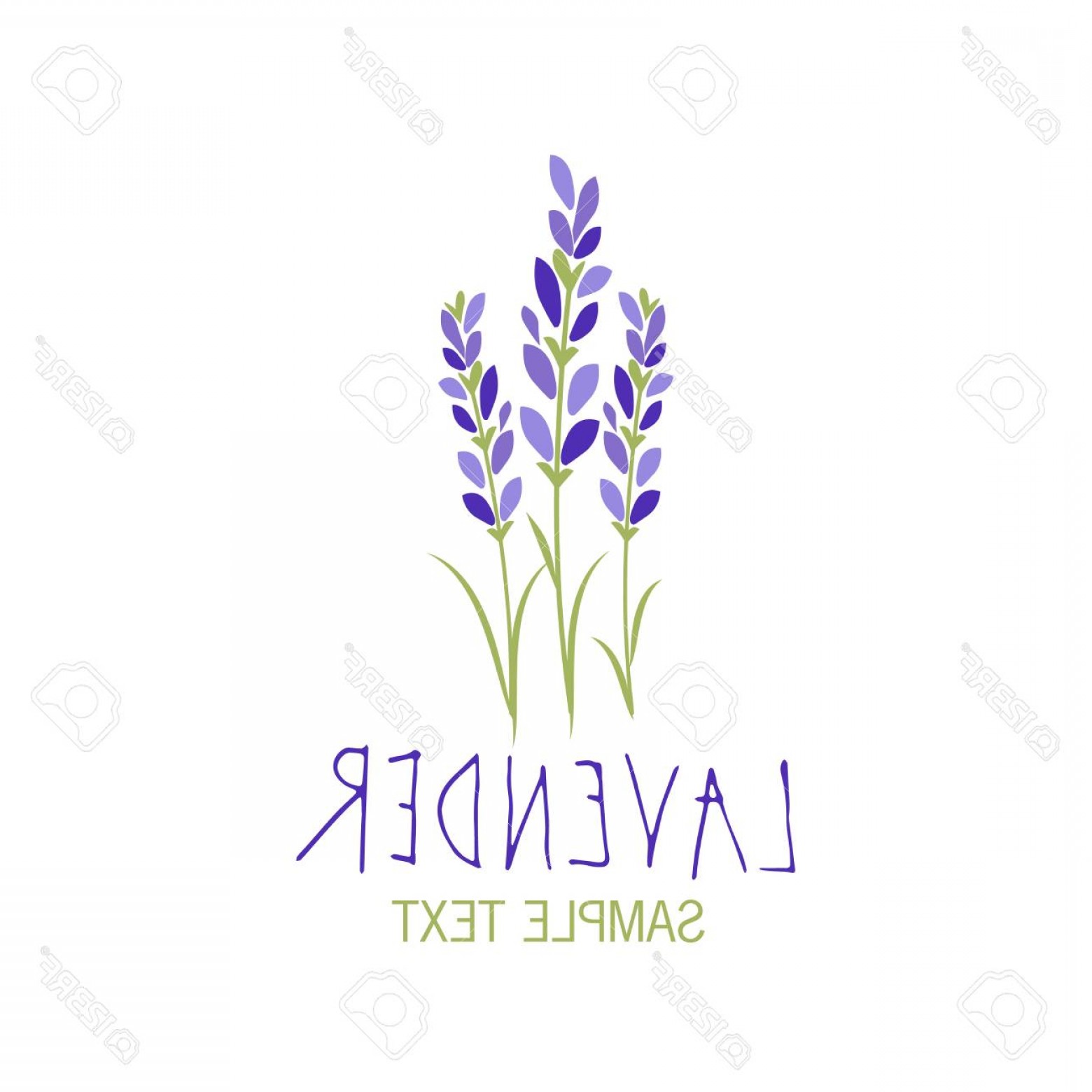 1560x1560 Photostock Vector Lavender Flower Icon Design Text Hand Drawn