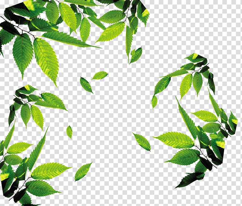 800x682 Green Leafed Plant Frame, Leaf Icon, Tea,tea,leaves,leaf,floating