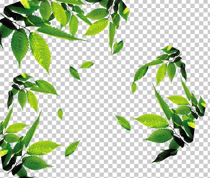 728x617 Leaf Icon Png, Clipart, Branch, Euclidean Fall Leaves, Floating