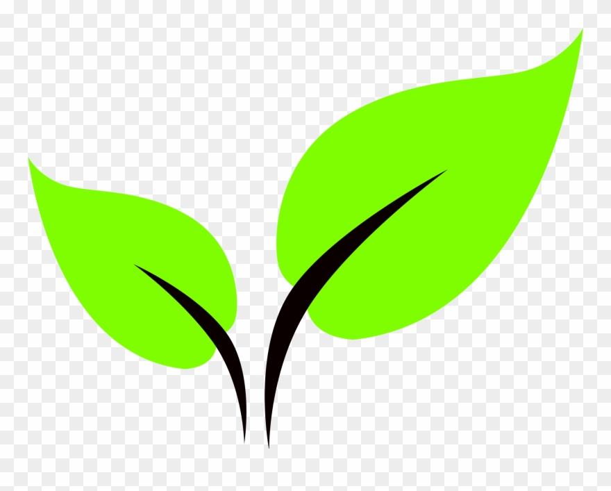880x707 Leaf Icon