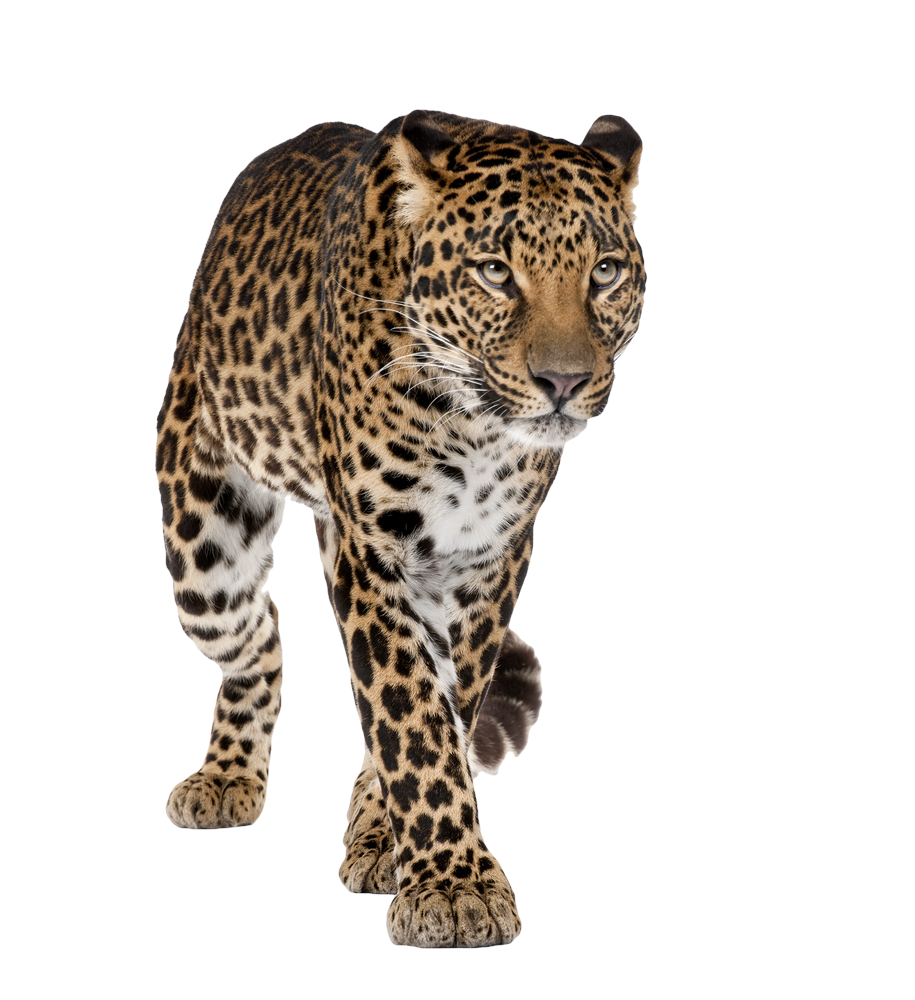 915x1000 Leopard Icon Web Icons Png