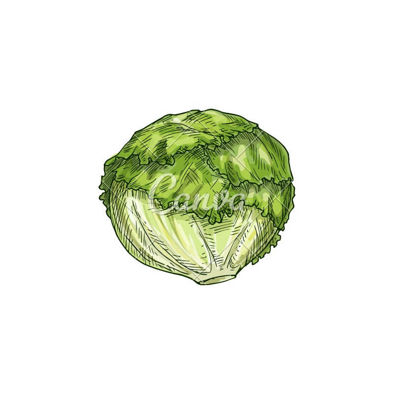 800x800 Lettuce Icon