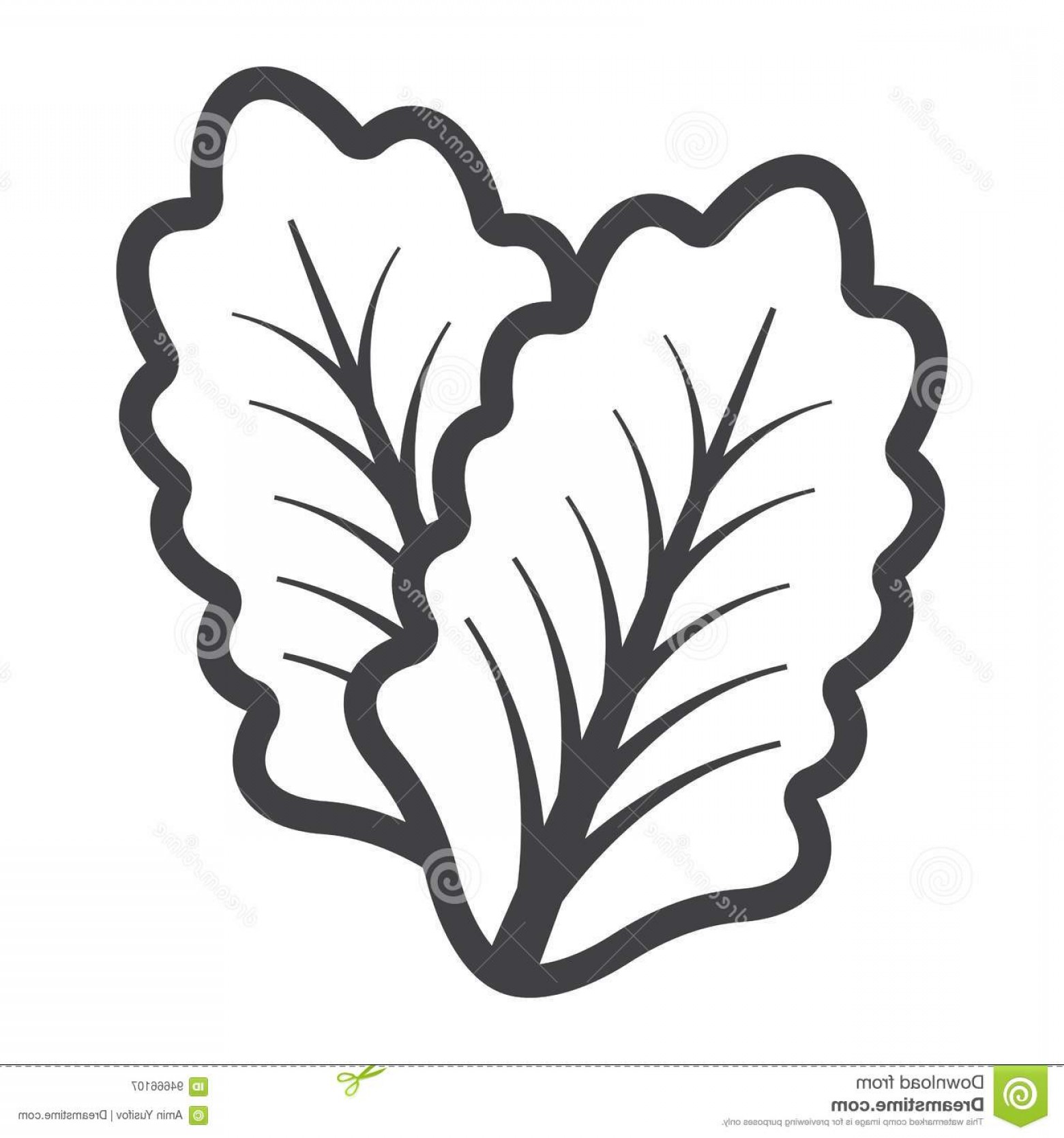 1560x1668 Lettuce Vector Piece Catchsplace