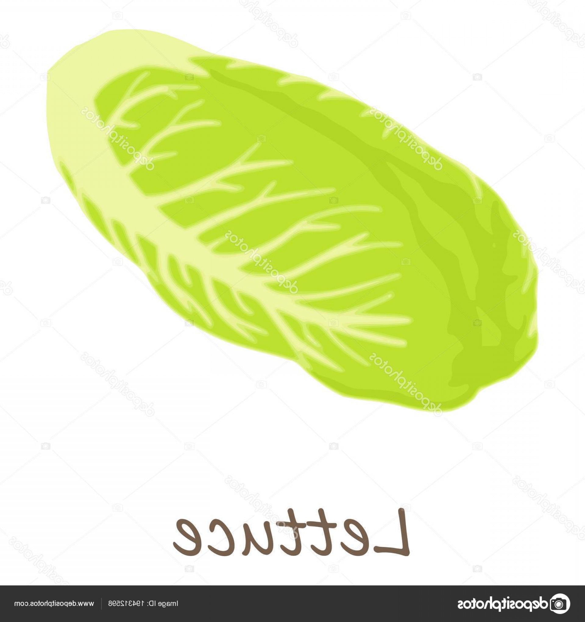 1920x2040 Stock Illustration Lettuce Icon Isometric Style Hoodamathrun
