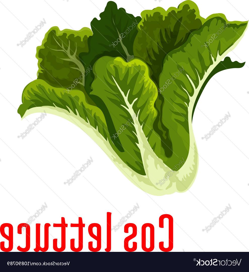 989x1080 Top Fresh Green Lettuce Icon Cartoon Style Vector Drawing