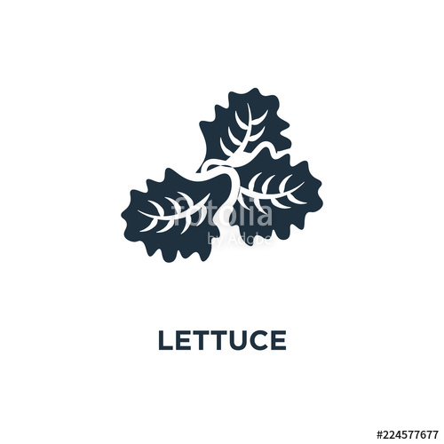 500x500 Lettuce Icon Stock Image And Royalty Free Vector On Fotolia