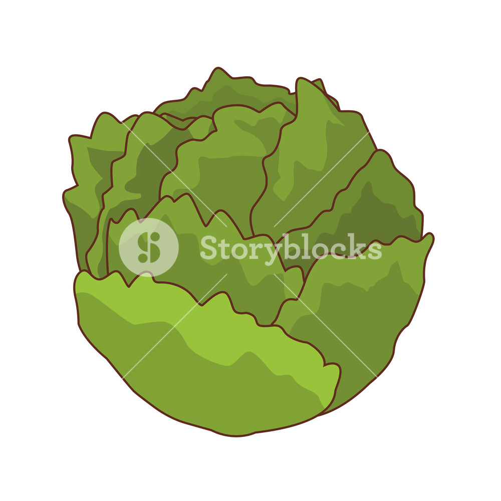 1000x1000 Lettuce Isolated Icon Vector Illustration Graphic Design Royalty