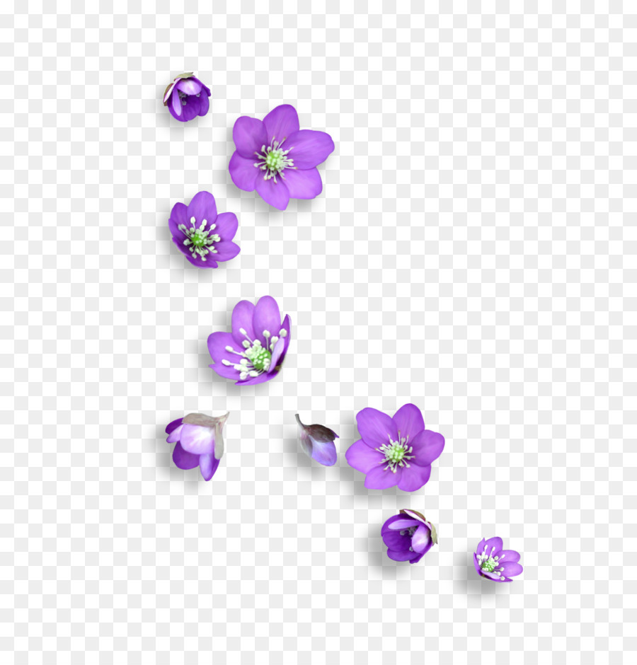 900x940 Violet, Purple, Lilac, Flower, Plant, Petal