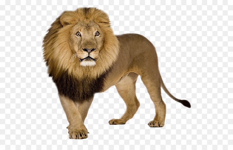 800x516 Download Free Png Lion Icon Lion Png