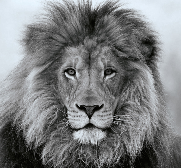 600x555 Lion Of Judah Icon On Pantone Canvas Gallery