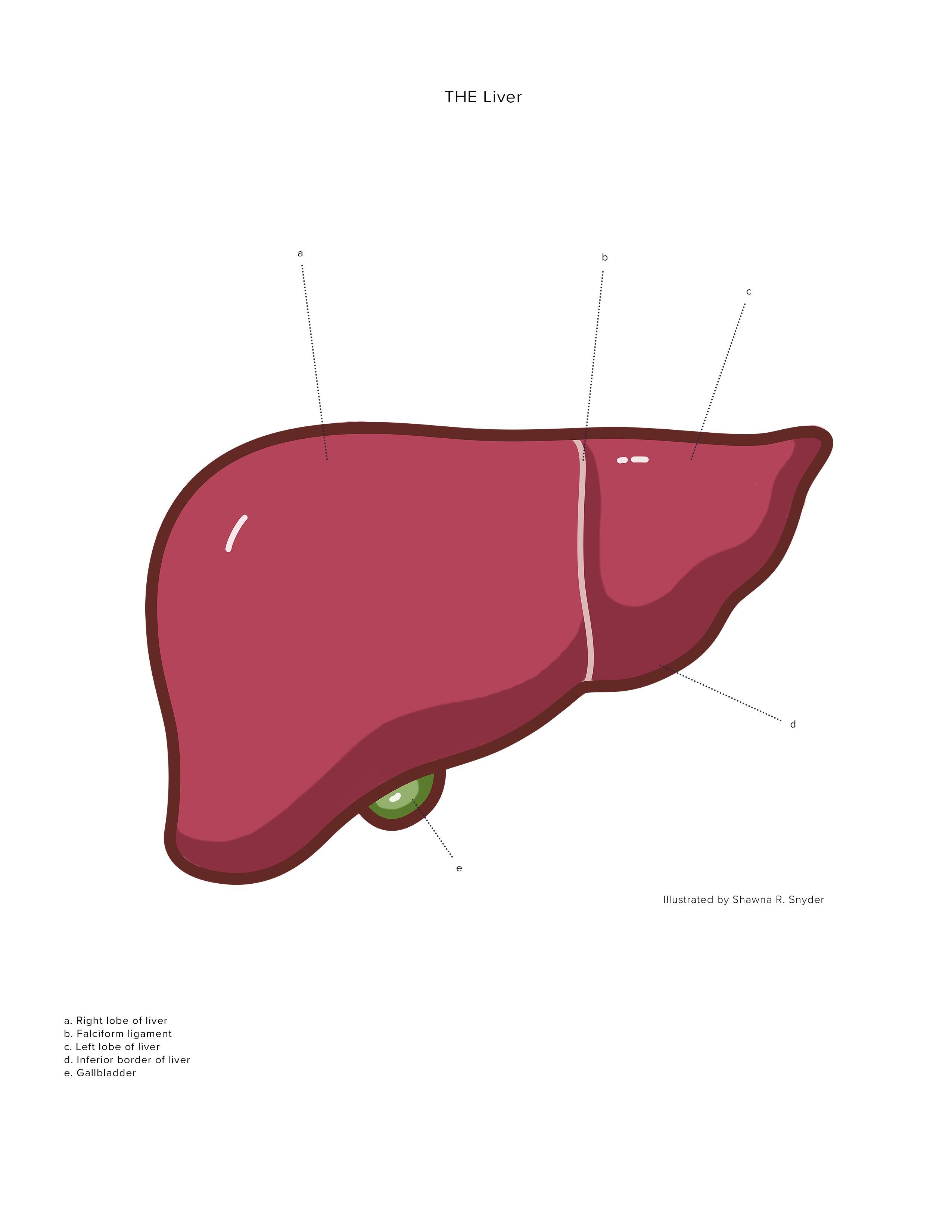 2550x3300 Anatomical Liver Icon Art Board Print Theme Human Anatomical