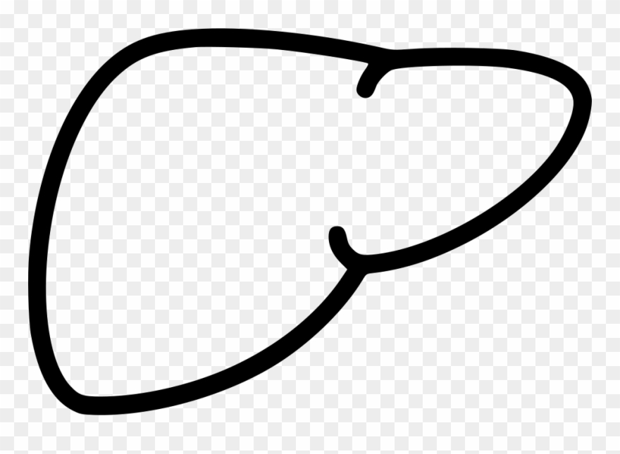 880x645 Liver Biology Anatomy Medicine Png Icon Free Download Clipart