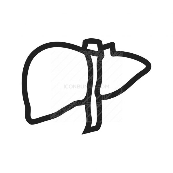 600x600 Liver Line Icon
