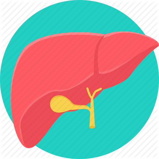 512x512 Anatomy, Bodypart, Liver, Organ, Part Icon