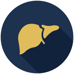 256x256 Liver Icon Myiconfinder
