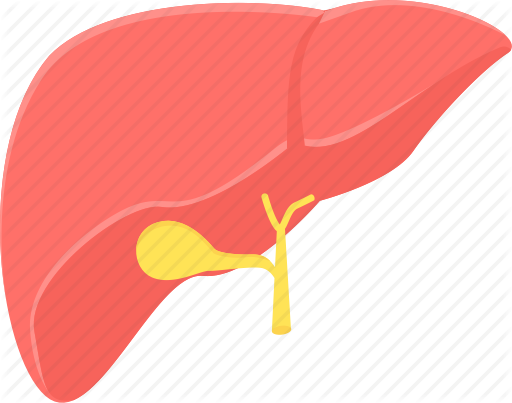512x403 Anatomy, Detoxification, Hepatology, Liver, Medical, Organ Icon