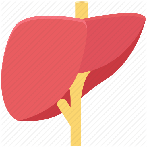 512x512 Body Part, Human Liver, Human Organ, Liver, Organ Icon