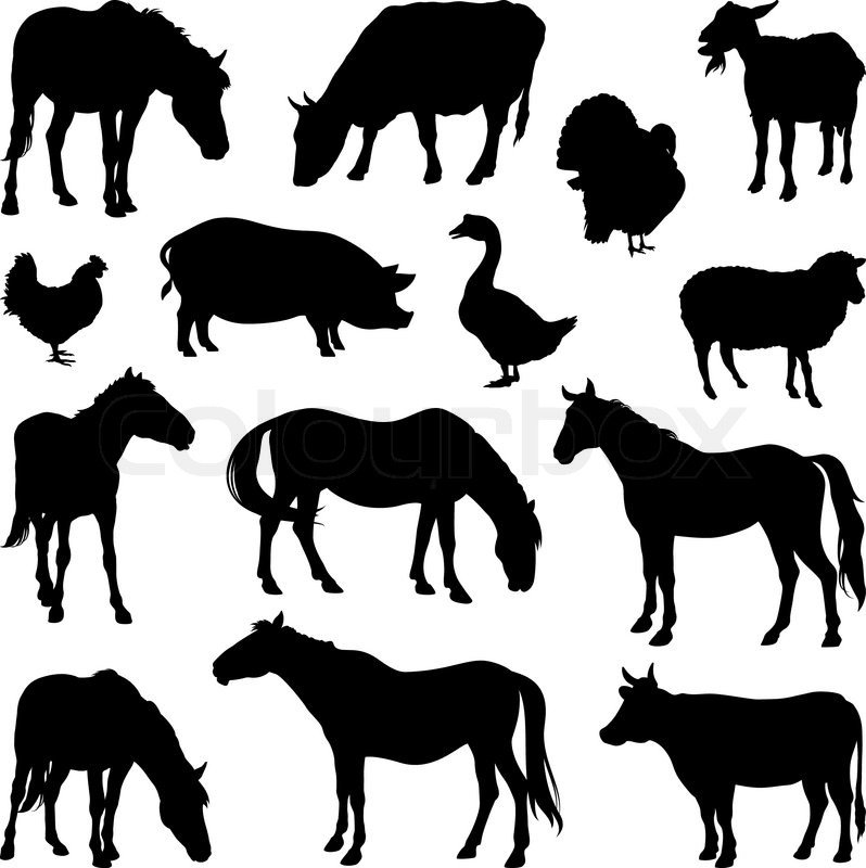 798x800 Silhouettes Of Farm Animals On A White Stock Vector Colourbox
