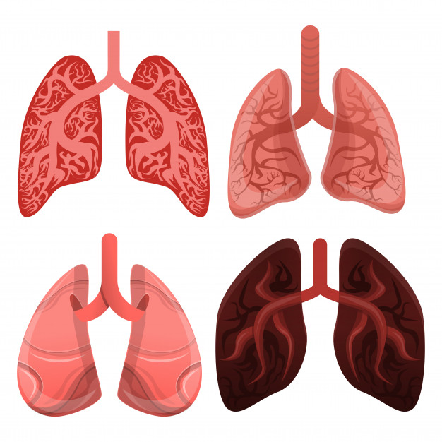 626x626 Lung Icon Set Vector Premium Download