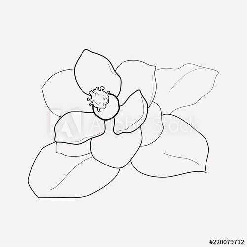 500x500 Magnolia Icon Line Element Vector Illustration Of Magnolia Icon