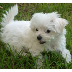 250x250 Alex Maltese Icon