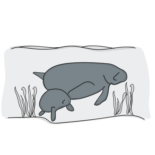 500x500 Manatee