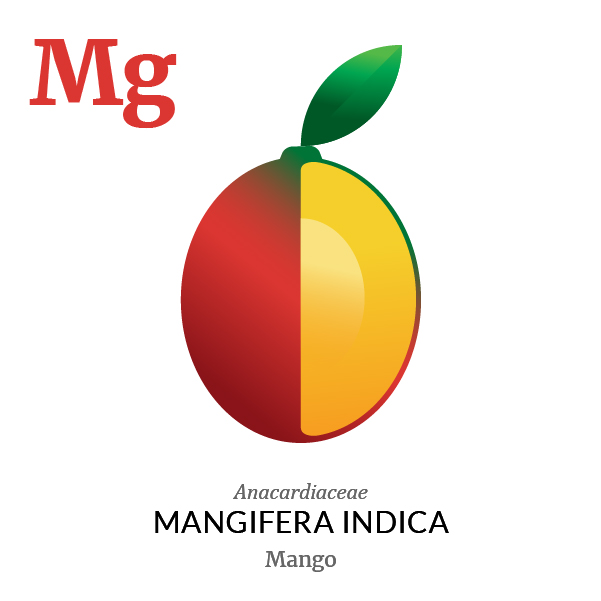 601x601 Fruitology Mango