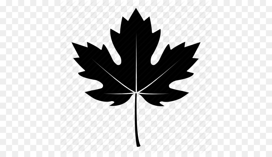 900x520 Download Free Png Sycamore Maple Leaf Tree Computer Icons Autumn