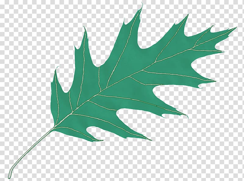 800x595 Leaf Computer Icons Oak Oak Leaf Icon Transparent Background Png