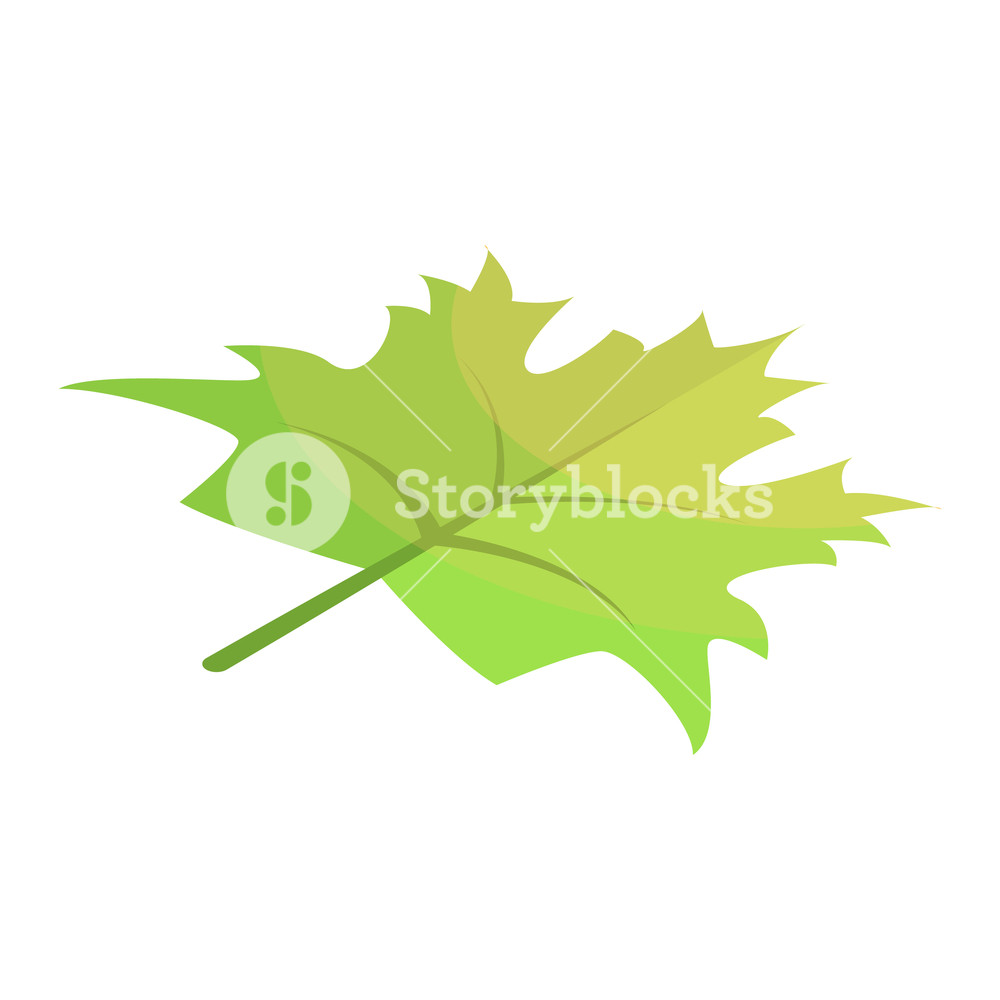 1000x1000 Green Maple Leaf Icon Isometric Of Green Maple Leaf Vector Icon