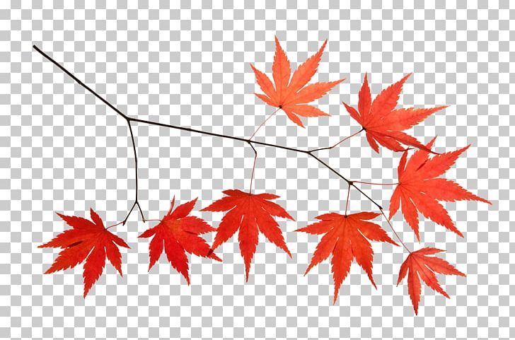 728x481 Maple Leaf Icon Png, Clipart, Autumn, Autumn Leaves, Autumn