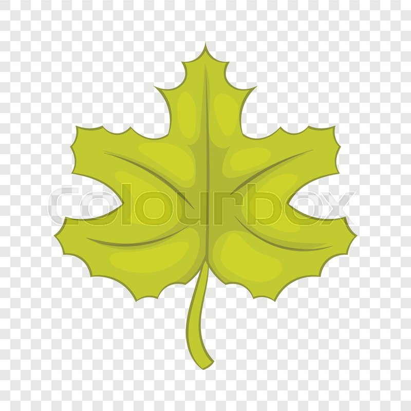 800x800 Maple Leaf Icon In Cartoon Style Stock Vector Colourbox