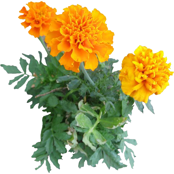 564x564 Download Free Marigold Image Icon Favicon Freepngimg