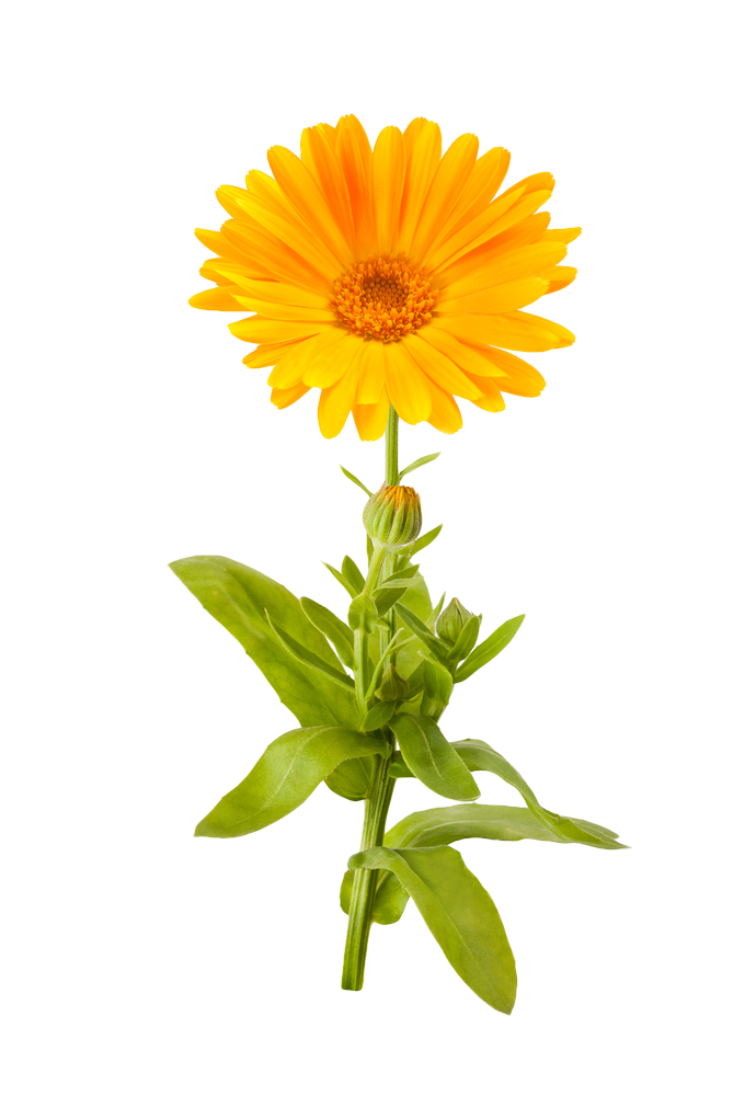 680x1000 Download Free Marigold Picture Icon Favicon Freepngimg