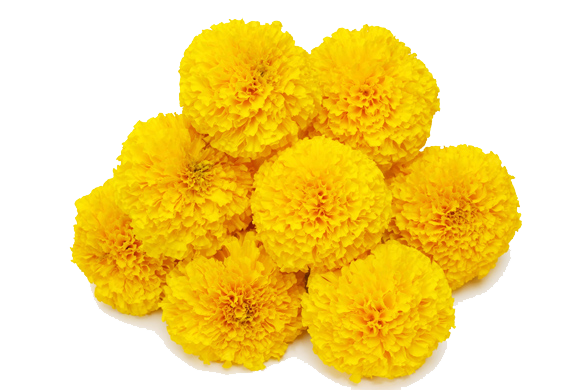 585x390 Download Free Marigold Transparent Background Icon Favicon