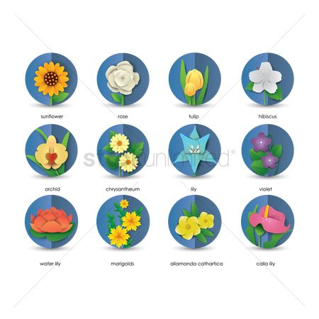 450x450 Free Marigold Flower Stock Vectors Stockunlimited