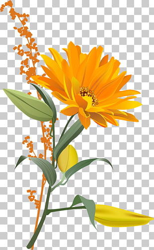 310x501 Page Orange Chrysanthemum Png Cliparts For Free Download