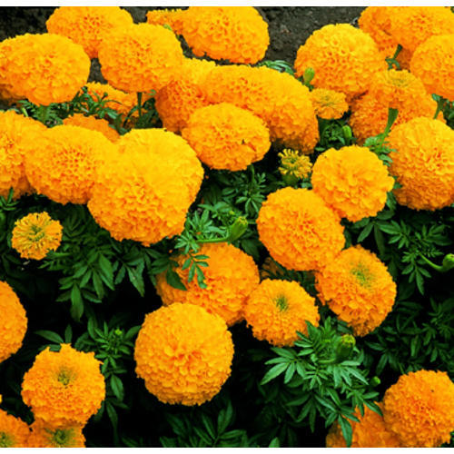 500x500 Sanji Gold Kesri Gold Marigold Seed, Pack Size Gms, Rs