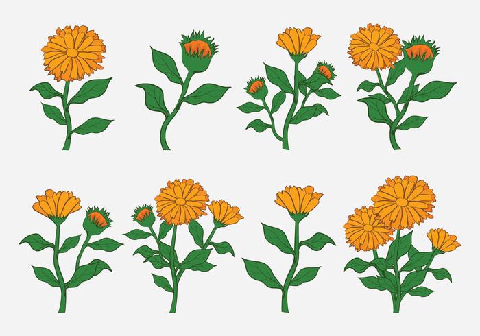 700x490 Calendula Vector Icons
