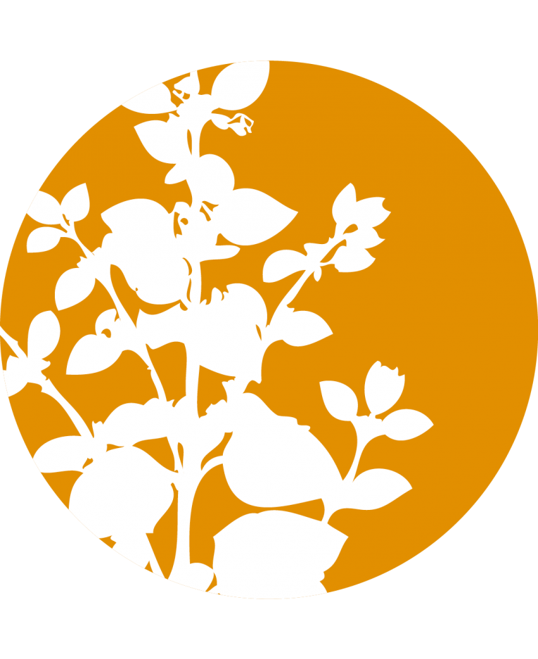 765x937 Calendula Officinalis L