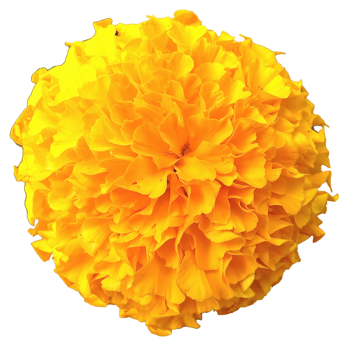 1123x1110 Download Free Marigold Icon Favicon Freepngimg